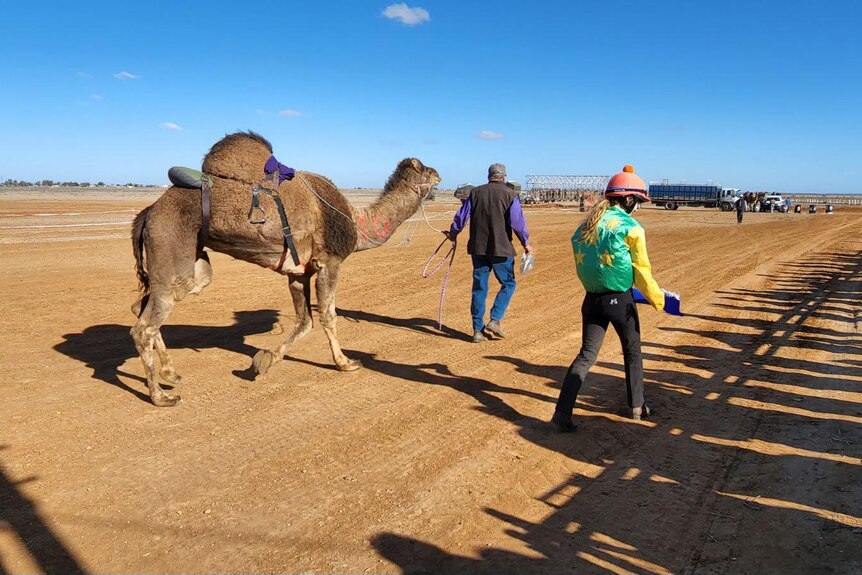 A camel being led on to a field with a jockey nearby.