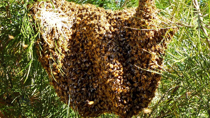 A bee swarm gathers in a tree.