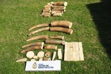 Ivory seized by customs at Perth Airport