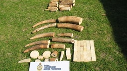 Ivory seized by customs at Perth airport
