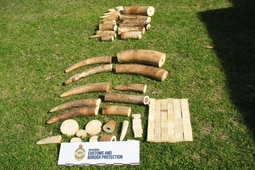 Ivory seized by customs at Perth Airport