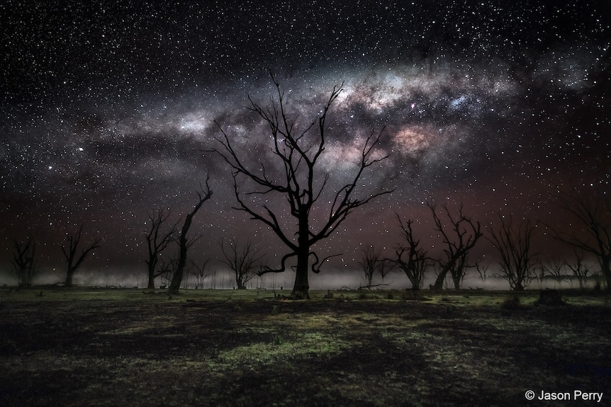 Leafless tress stand hauntingly in night as mist rises in the background under a starry sky. 