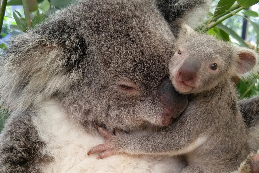 Koala joey Hermit with surrogate mum Crumble in a tree in an enclosure at Lone Pine Koala Sanctuary in Brisbane.
