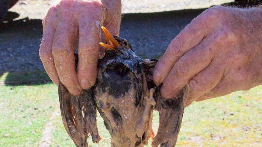 Bird pulled from slime