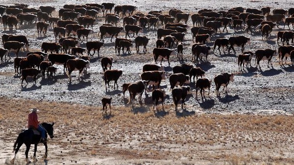 A stockman musters cattle