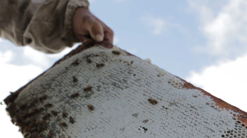 Beekeeper Rob Arnts holds up part of his bee hive to display how the colony has been depleted