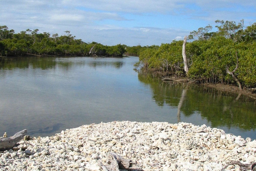 A white coral bank surrounded by water and mangroves on Mud Island, Moreton Bay.