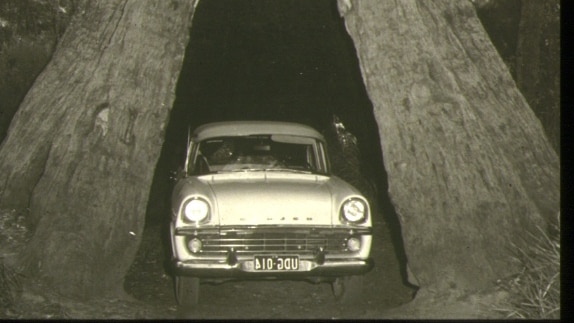 A car parked in the Valley of the Giants