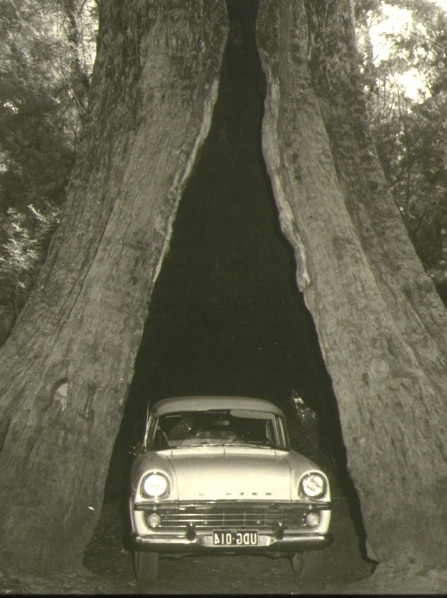 A car parked in the Valley of the Giants