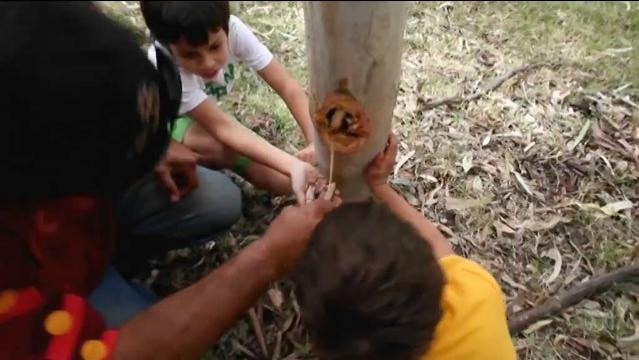 Children look at hole in tree trunk