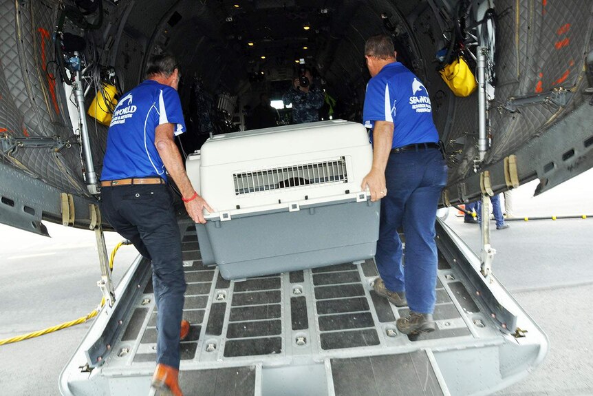 Sea World vet care experts loading a seal onto an RAAF plane