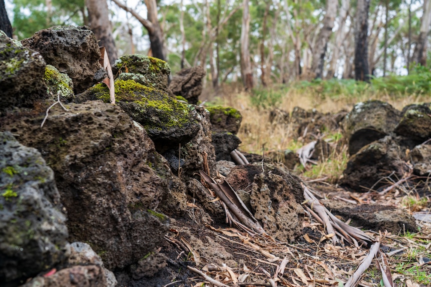 a small stone wall in a forest.