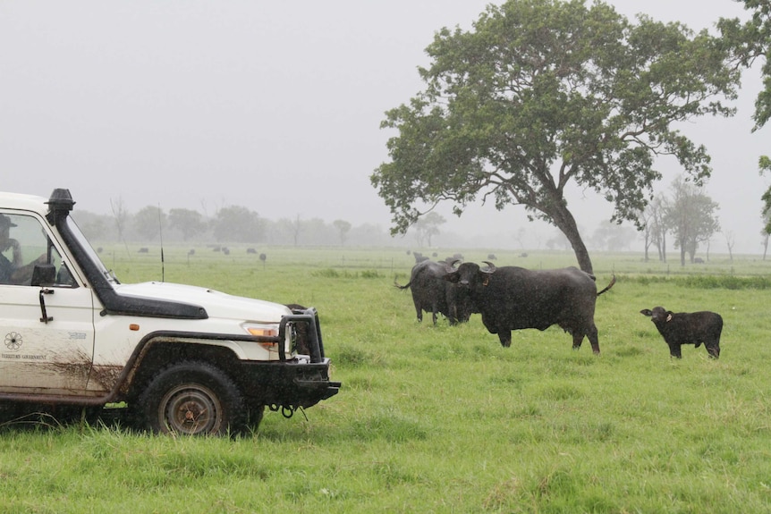 Bob McDonald checking on the herd of Riverine buffalo at Beatrice Hill, NT.