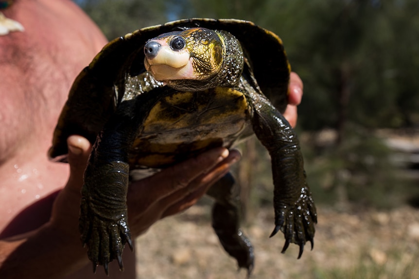 Dark green snapping turtle bigger than the man holding it's hands with a distinctive white bill area and yellow markings