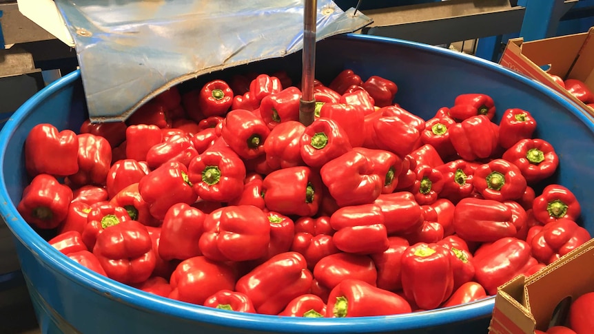 A bin of bright red capsicums sit inside a shed