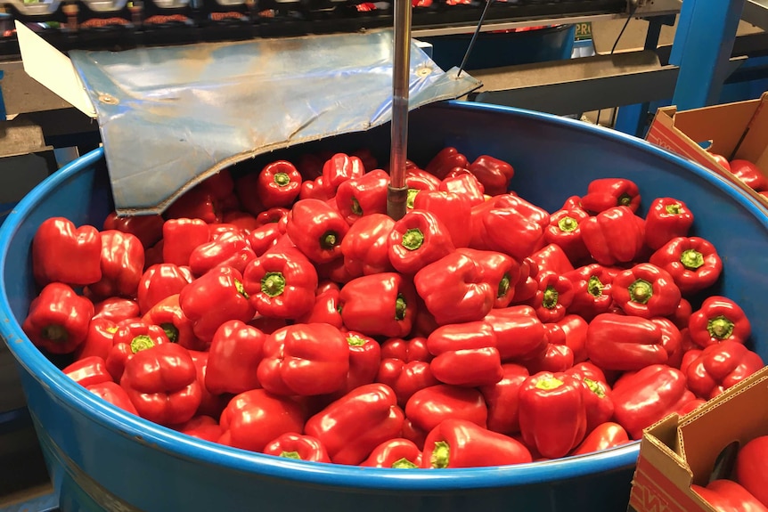 A bin of bright red capsicums sit inside a shed