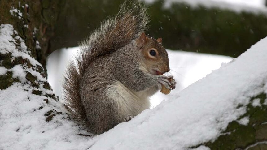 Squirrels have a bite to eat in a snowy tree