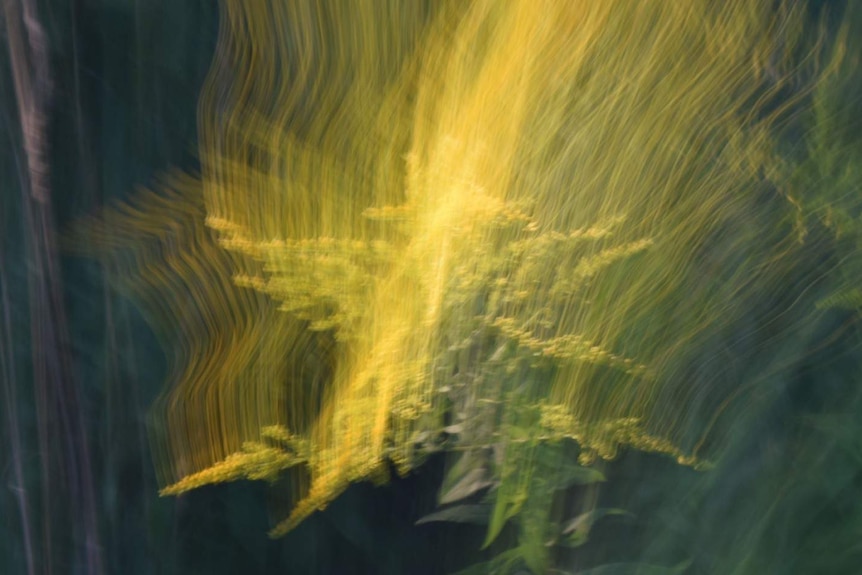 Natasha Myers ‘Goldenrod’s vibratory milieu’, Kinaesthetic Image 4