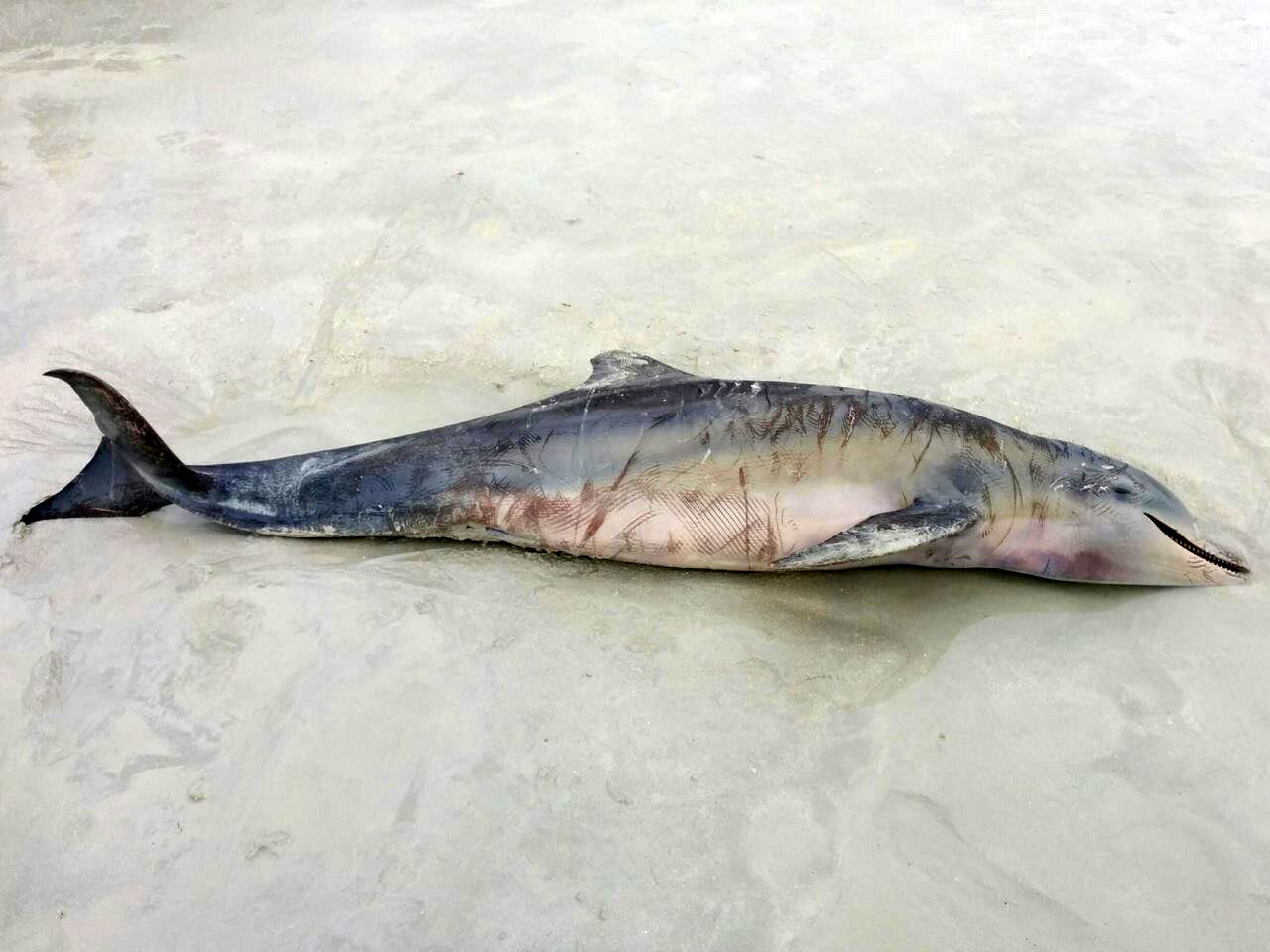 A rare hybrid dolphin, with apparent lacerations on its skin, lies on a Broome beach.