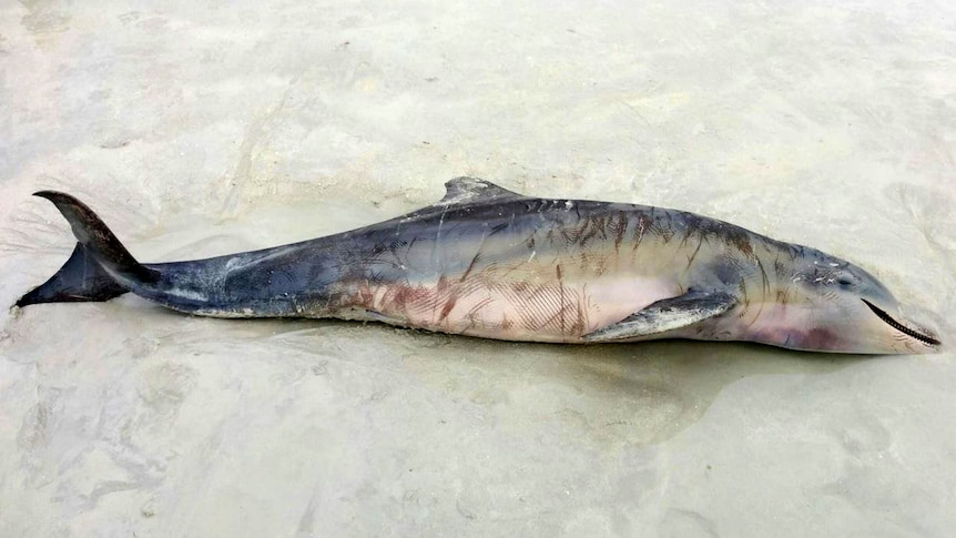 A rare hybrid dolphin, with apparent lacerations on its skin, lies on a Broome beach.