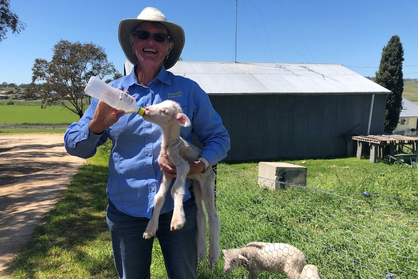 A woman wearing a blue shirt and broad brimmed hat holds a lamb and a bottle next to a pen with three other orphaned lambs.