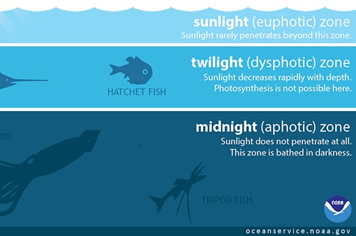 An illustrated diagram showing a cross-section of the ocean at various depths showing how far sunlight travels.