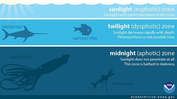 An illustrated diagram showing a cross-section of the ocean at various depths showing how far sunlight travels.