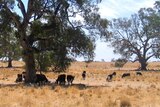 Cattle in the paddock
