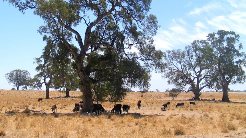 Cattle in the paddock