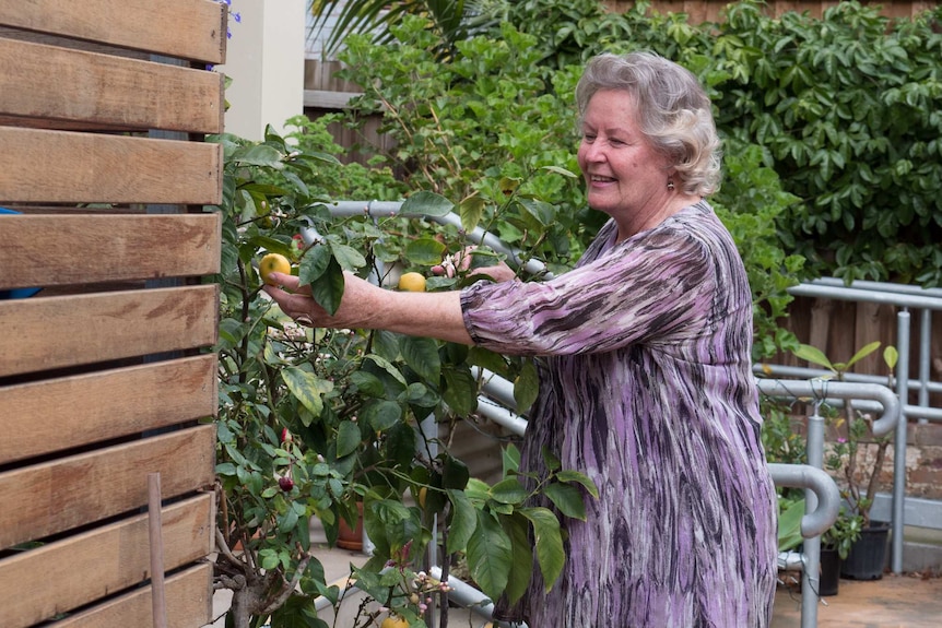 Margy Jenkins tends to a lemon tree