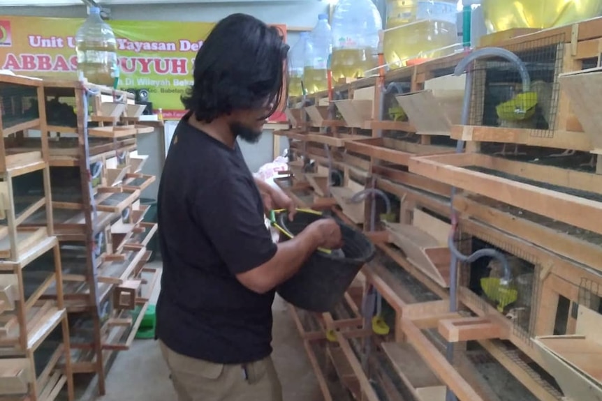 A man in a room, standing between a row of wooden shelves that function as cages for quail.