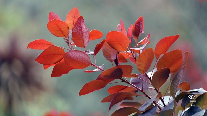 Bright red leaves on a branch