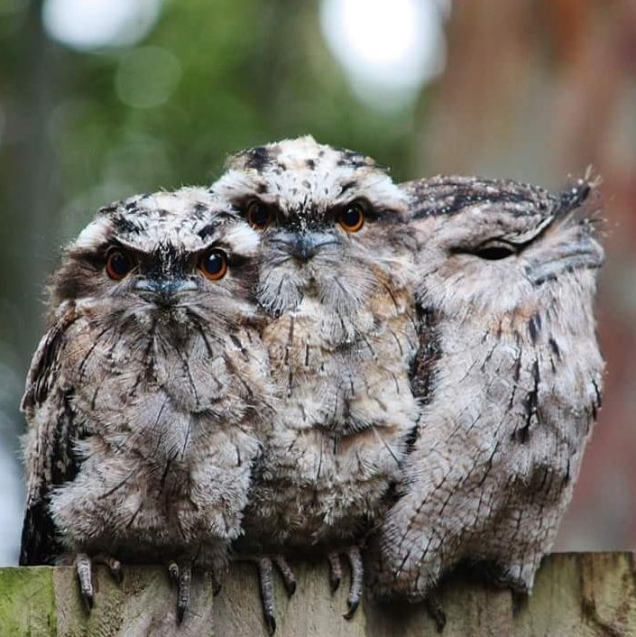 Three birds sit huddled on a fence