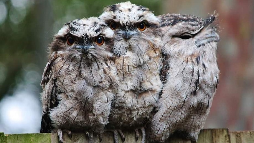 Three birds sit huddled on a fence