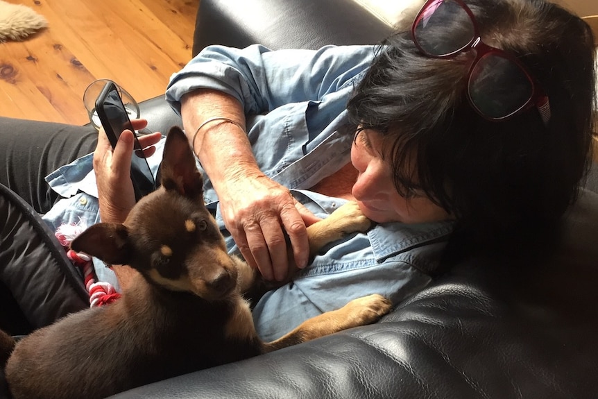 A woman holds a tiny brown kelpie puppy.