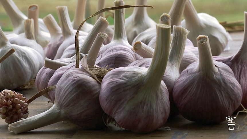 Cloves of purple/white garlic on a wooden table