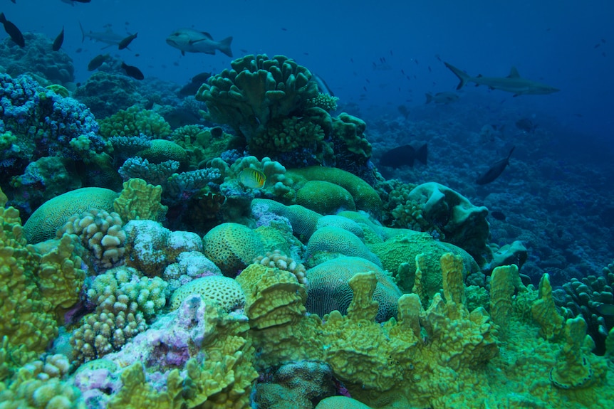A view of bright green coral with fish and sharks in the background.