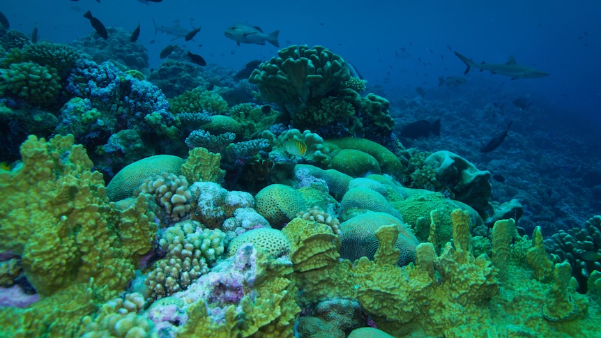 A view of bright green coral with fish and sharks in the background.