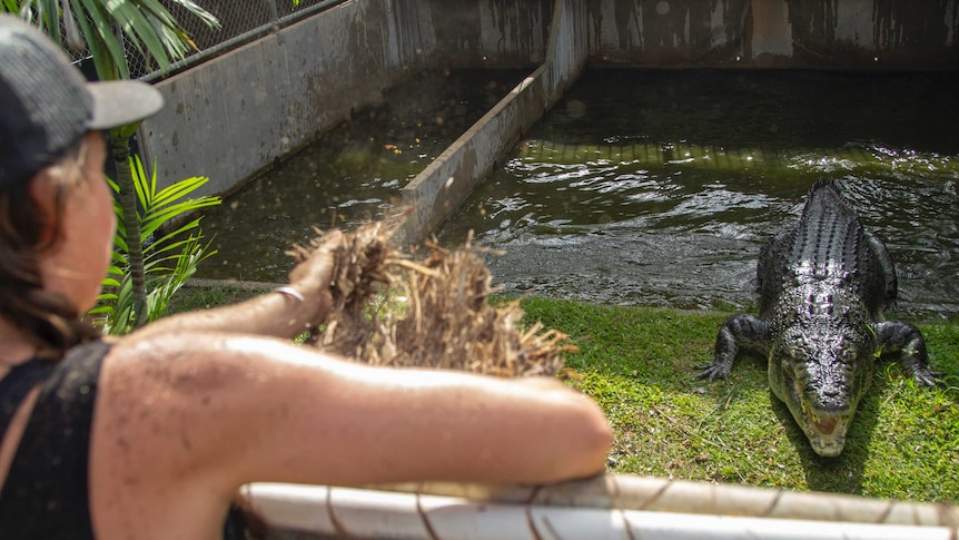 A woman throws hay into a pen while a saltwater crocodile watches on.