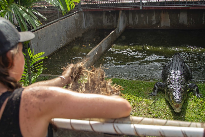 A woman throws hay into a pen while a saltwater crocodile watches on.