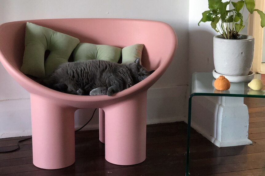 A grey cat sleeps on a chunky pink chair with a green cushion behind her and a glass table with a plant and candles to right.