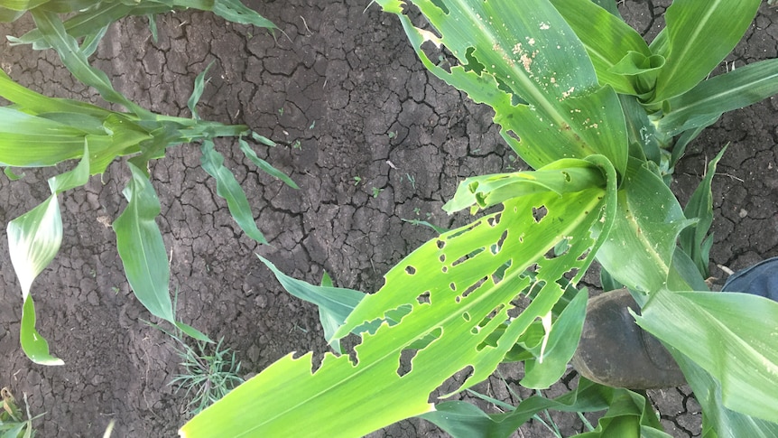 Badly chewed corn leaves.