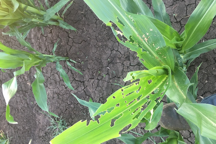 Badly chewed corn leaves.