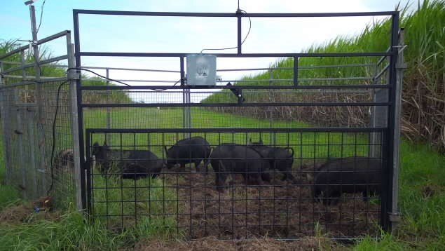 Several small black feral pigs are caught in a large trap on a sugar cane farm. 