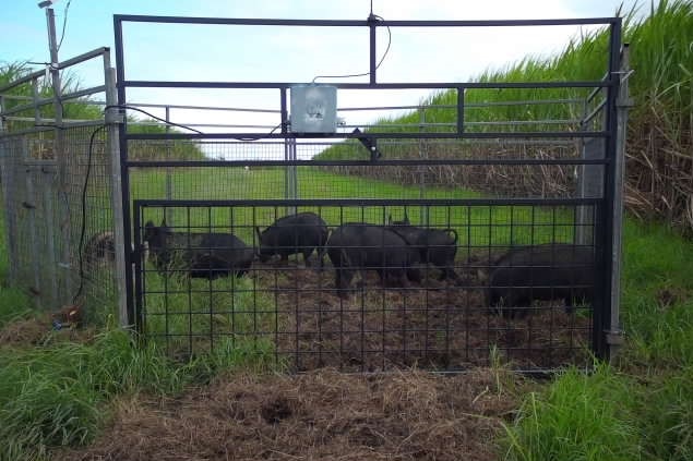 Several small black feral pigs are caught in a large trap on a sugar cane farm. 