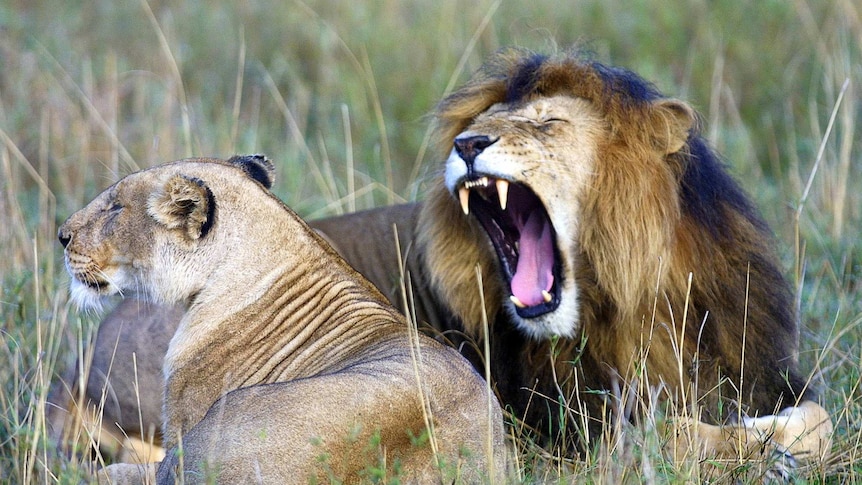 Wild lions in Kenya