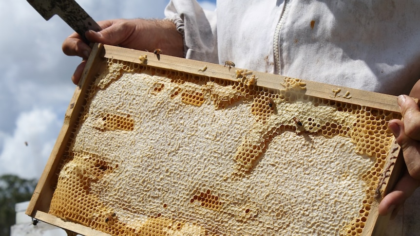 A close up of a wooden frame of honey.