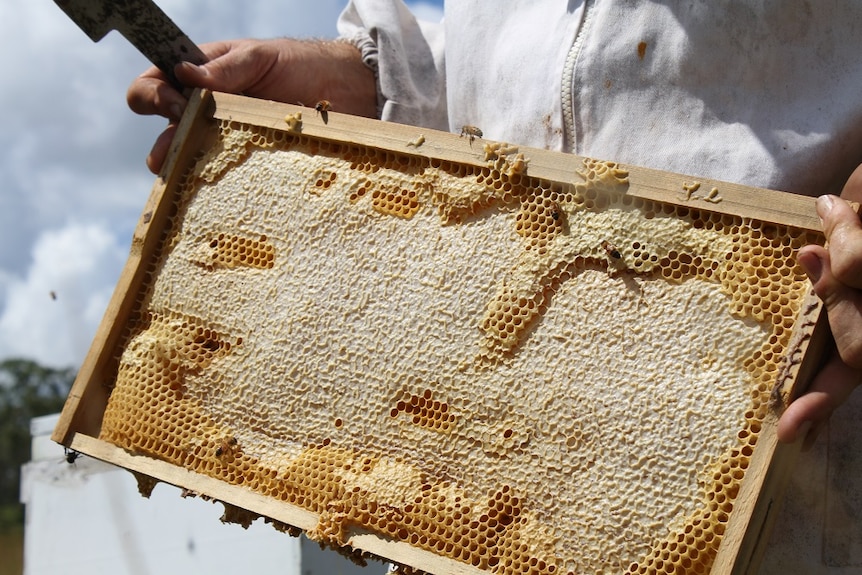 A close up of a wooden frame of honey.
