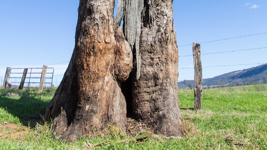 A tree with large gouges in its trunk.