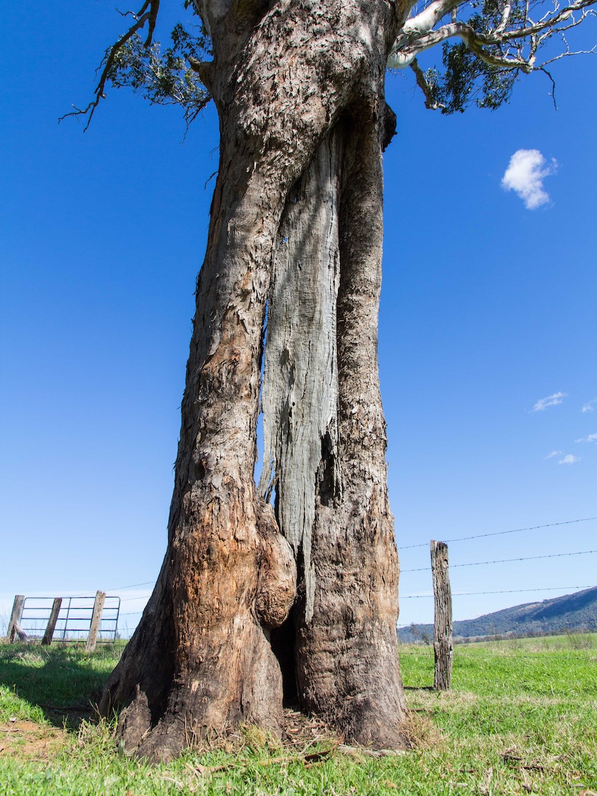 A tree with large gouges in its trunk.